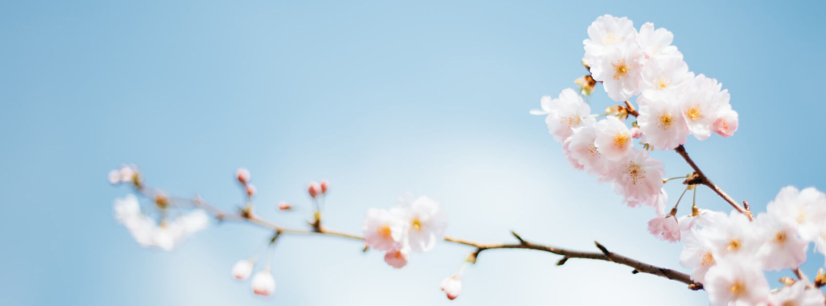 夏芝